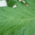 340002_20180608100419_01.JPG