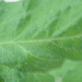 340002_20180608100424_01.JPG