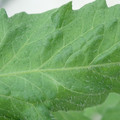 340002_20180608100425_01.JPG