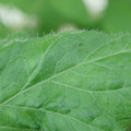 340002_20180608100433_01.JPG