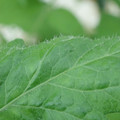 340002_20180608100434_01.JPG