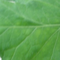 340002_20180608100436_01.JPG