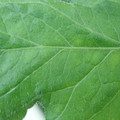 340002_20180608100438_01.JPG