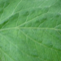 340002_20180608100449_01.JPG
