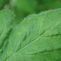 340002_20180608100457_01.JPG