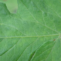 340002_20180608100503_01.JPG