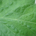 340002_20180608100512_01.JPG