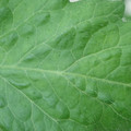 340002_20180608100513_01.JPG