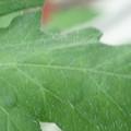 340002_20180608100517_01.JPG