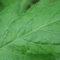 340002_20180608100522_01.JPG