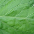 340002_20180608100526_01.JPG