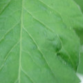 340002_20180608100528_01.JPG