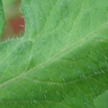 340002_20180608100534_01.JPG