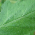 340002_20180608100541_01.JPG