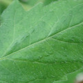340002_20180608100542_01.JPG