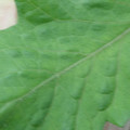 340002_20180608100556_01.JPG