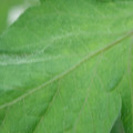 340002_20180608100559_01.JPG