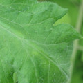 340002_20180608100612_01.JPG
