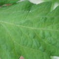 340002_20180608100616_01.JPG
