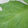 340002_20180608100621_01.JPG
