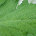 340002_20180608100643_01.JPG