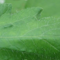 340002_20180608100646_01.JPG