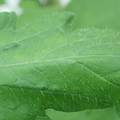 340002_20180608100647_01.JPG