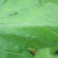 340002_20180608100655_01.JPG