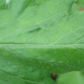 340002_20180608100656_01.JPG
