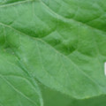 340002_20180608100704_01.JPG