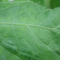 340002_20180608100717_01.JPG