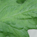 340002_20180608100729_01.JPG