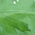 340002_20180608100746_01.JPG