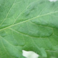 340002_20180608100804_01.JPG