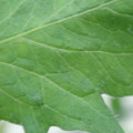 340002_20180608100808_01.JPG
