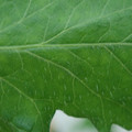 340002_20180608100811_01.JPG