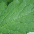 340002_20180608100829_01.JPG