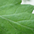 340002_20180608100832_01.JPG