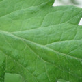 340002_20180608100833_01.JPG