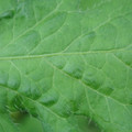 340002_20180608100838_01.JPG