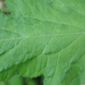 340002_20180608100849_01.JPG