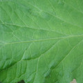 340002_20180608100850_01.JPG
