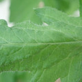 340002_20180608100855_01.JPG