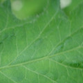 340002_20180608100859_01.JPG