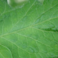 340002_20180608100900_01.JPG