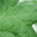 340002_20180608100904_01.JPG