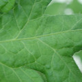 340002_20180608100905_01.JPG
