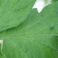 340002_20180608100915_01.JPG