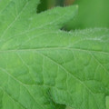 340002_20180608100924_01.JPG