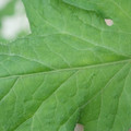 340002_20180608100927_01.JPG